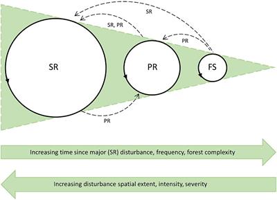 The fate of remnant trees after wind disturbances in boreal and temperate forests